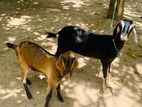 ஆடு Goat