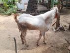 Farm Goat