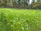 ஆடு மாடுகளுக்கான வளர்ப்புபுல் விதைகள்
