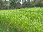ஆடு மாடுகளுக்கான வளர்ப்புபுல்விதை