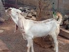 ஆடு Goat