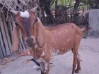 Farm Goat