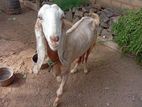 ஆடு Goat