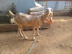 Farm Goat