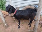 Farm Goat