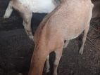 Farm Cow
