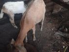 Farm Cow