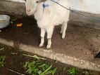 ஆடு Goat