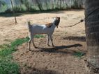 ஆடு Goat