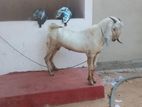 Farm ஆடு