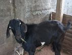 ஆடு Goat