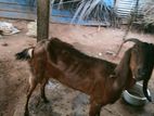 ஆடு யமுனாபாறை