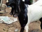 ஆடு Goat