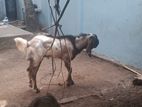ஆடுகள்
