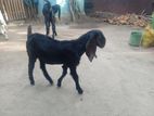ஆடுகள்