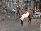 Male Goat