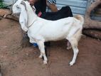 Farm Goat