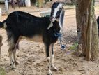 ஆடும் உடன் குட்டியும்