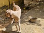ஆடும் கிடாய்குட்டியும்