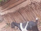 ஆடும் குட்டியும்