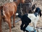 ஆடும்குட்டியும்