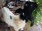 Farm Goat