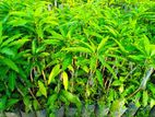 Mango Plants