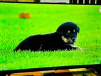 Abans 32 Inch Frameless LED TV