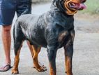 Rottweiler Dog for Stud