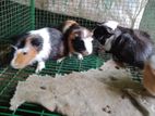 Abyssinian /Peruvian Guinea pigs