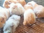 Abyssinian / Peruvian guinea pigs