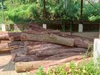 Acacia Timber Logs