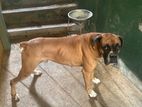 Boxer Dog for Kind Home