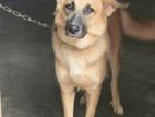 German Shepherd Dog