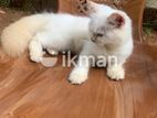 Persian Cat