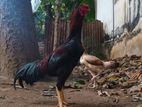 அசீல் சேவல்