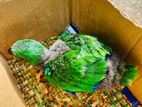 Eclectus Bird