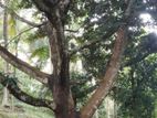 Acre 3.25 Land for Sale in Rambukkana