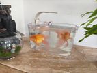 Acrylic Fish Tank