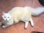 Active Pure Persian Cat for Crossing