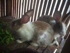 Rabbits