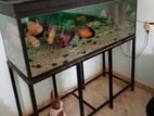 අඩි 4 ටැන්කිය.4 Foot fish tank