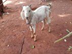 addo. keddai