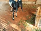 Aadu Kutty