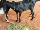 Addo Mari