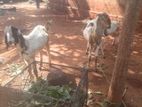 Farm Goat