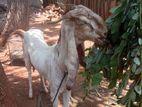Farm Goat