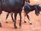 Farm Goat