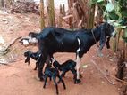 Farm Goats