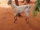 Farm Goats